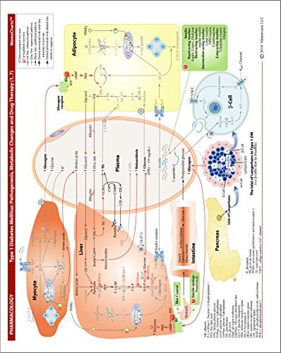 MemoCharts Pharmacology: Diabetes Mellitus and Its Drug Therapy (Review chart) by Howard Shen
