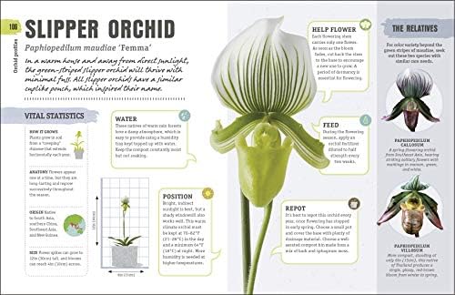 Happy Orchid by Sara Rittershausen