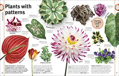 Trees, Leaves, Flowers & Seeds: A Visual Plant Encyclopedia for Kids (DK Our World in Pictures) by DK