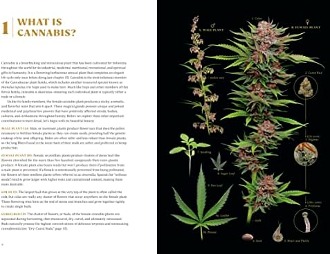 Higher: The Lore, Legends, and Legacy of Cannabis by Dan Michaels