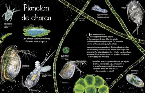 Maravillas del mundo acuático (An Anthology of Aquatic Life) (DK Children's Anthologies) (Spanish Edition) by Sam Hume