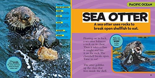 National Geographic Little Kids First Big Book of the Ocean by Catherine D. Hughes