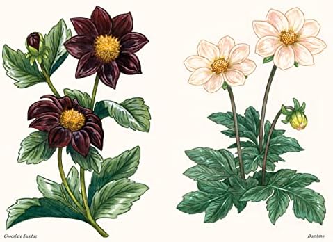 Dahlias: A Little Book of Flowers (Little Book of Natural Wonders) by Tara Austen Weaver