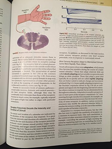The Human Brain: An Introduction to Its Functional Anatomy by John Nolte PhD PhD