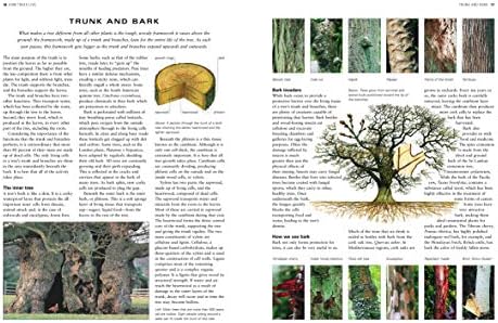 The World Encyclopedia of Trees: A Reference and Identification Guide to 1300 of the World's Most Significant Trees by Tony Russell