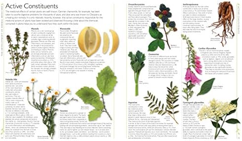 DK Encyclopedia of Herbal Medicine: 550 Herbs Loose Leaves and Remedies for Common Ailments by Andrew Chevallier