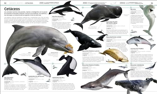 Océanos (Knowledge Encyclopedia Ocean!): El planeta bajo el agua como nunca antes lo habías visto (Spanish Edition) by DK