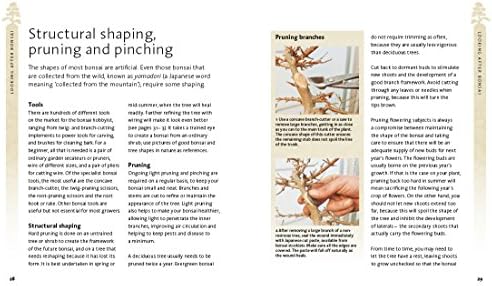 The Bonsai Beginner's Bible by Peter Chan