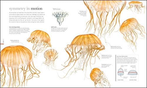 Zoology: Inside the Secret World of Animals (DK Secret World Encyclopedias) by DK