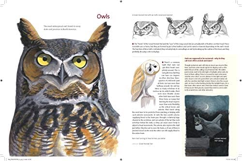 What It's Like to Be a Bird: From Flying to Nesting, Eating to Singing--What Birds Are Doing, and Why (Sibley Guides) by David Allen Sibley