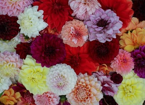 The Homesteader's Guide to Cut Flowers: Growing Beautiful, Versatile Blooms for Pantry, Pleasure & Profit by Joanna Blessing