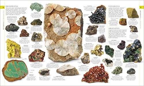 Natural History (DK Definitive Visual Encyclopedias) by DK