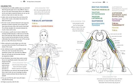 Yoga Anatomy Coloring Book: A Visual Guide to Form, Function, and Movement - An Educational Anatomy Coloring Book for Medical Students, Yoga Enthusiasts, Teachers & Adults (Volume 1) by Kelly Solloway