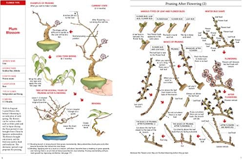 Introduction to Bonsai: The Complete Illustrated Guide for Beginners (with Monthly Growth Schedules and over 2,000 Illustrations) by Bonsai Sekai Magazine
