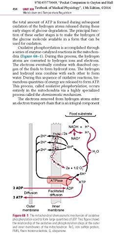 Pocket Companion to Guyton and Hall Textbook of Medical Physiology (Guyton Physiology) by John E. Hall PhD