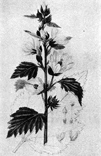 A Modern Herbal (Volume 2, I-Z and Indexes) by Margaret Grieve