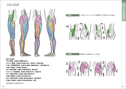 Art Anatomy Taught Through Sketches / スケッチで学ぶ美術解剖学 by Kouta Kato