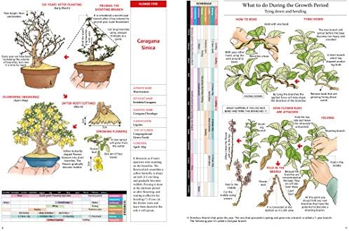 Introduction to Bonsai: The Complete Illustrated Guide for Beginners (with Monthly Growth Schedules and over 2,000 Illustrations) by Bonsai Sekai Magazine
