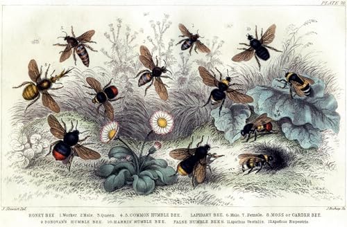 The Beekeeper's Bible: Bees, Honey, Recipes & Other Home Uses (The Backyard Naturalist Series) by Richard A. Jones