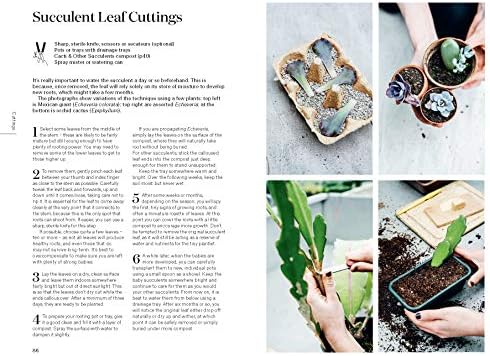 Root, Nurture, Grow: The Essential Guide to Propagating and Sharing Houseplants by Rose Ray