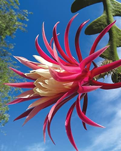 Cacti and Succulent Handbook, Expanded 2nd Edition: The Ultimate Guide to Growing Techniques with a Directory of 300+ Common Species and Varieties (CompanionHouse) Agave, Aloe, Sansevieria, and More by Gideon F. Smith