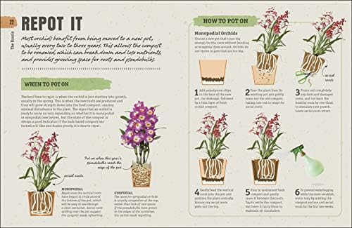 Happy Orchid by Sara Rittershausen