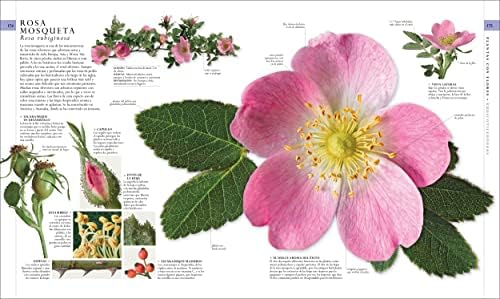 El libro de la naturaleza (Natural History): Enciclopedia del mundo natural en imagenes (DK Definitive Visual Encyclopedias) (Spanish Edition) by DK