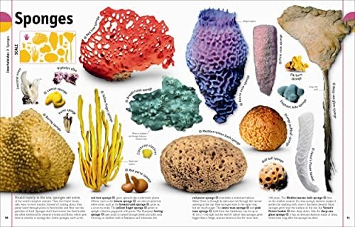 The Animal Book: A Visual Animal Kingdom Encyclopedia for Kids (DK Our World in Pictures) by David Burnie