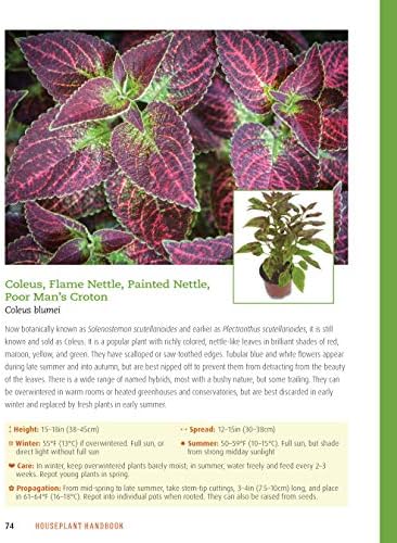 Houseplant Handbook: Basic Growing Techniques and a Directory of 300 Everyday Houseplants (CompanionHouse Books) Complete Guide for Palms, Bulbs, Ferns, Cacti, Succulents, Flowering Plants, and More by David Squire