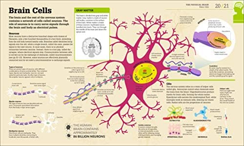 How the Brain Works: The Facts Visually Explained (DK How Stuff Works) by DK