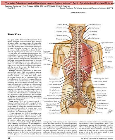 The Netter Collection of Medical Illustrations: Nervous System, Volume 7, Part II - Spinal Cord and Peripheral Motor and Sensory Systems: Part II - ... Disorders (Netter Green Book Collection) by H. Royden Jones Jr.