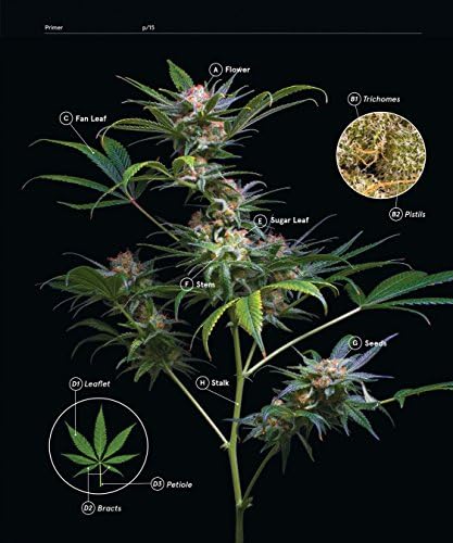 Green: A Field Guide to Marijuana: (Books about Marijuana, Guide to Cannabis, Weed Bible) by Dan Michaels