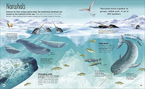 Earth's Incredible Oceans (The Magic and Mystery of the Natural World) by Jess French