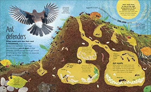 The Book of Brilliant Bugs (The Magic and Mystery of the Natural World) by Jess French
