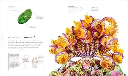 Zoology: Inside the Secret World of Animals (DK Secret World Encyclopedias) by DK