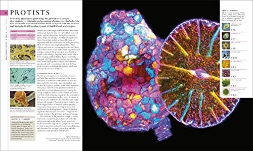 Natural History (DK Definitive Visual Encyclopedias) by DK