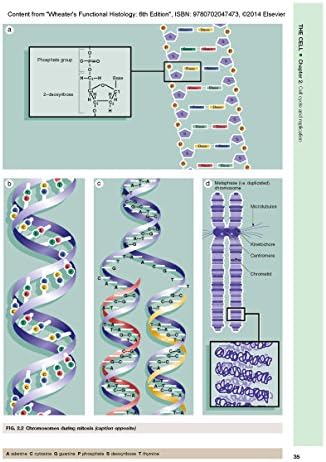 Wheater's Functional Histology: A Text and Colour Atlas by Barbara Young BSc Med Sci (Hons) PhD MB BChir MRCP FRCPA
