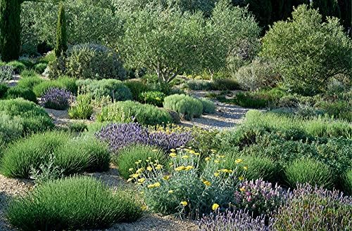 Planting Design for Dry Gardens: Beautiful, Resilient Groundcovers for Terraces, Paved Areas, Gravel and Other Alternatives to the Lawn by Olivier Filippi