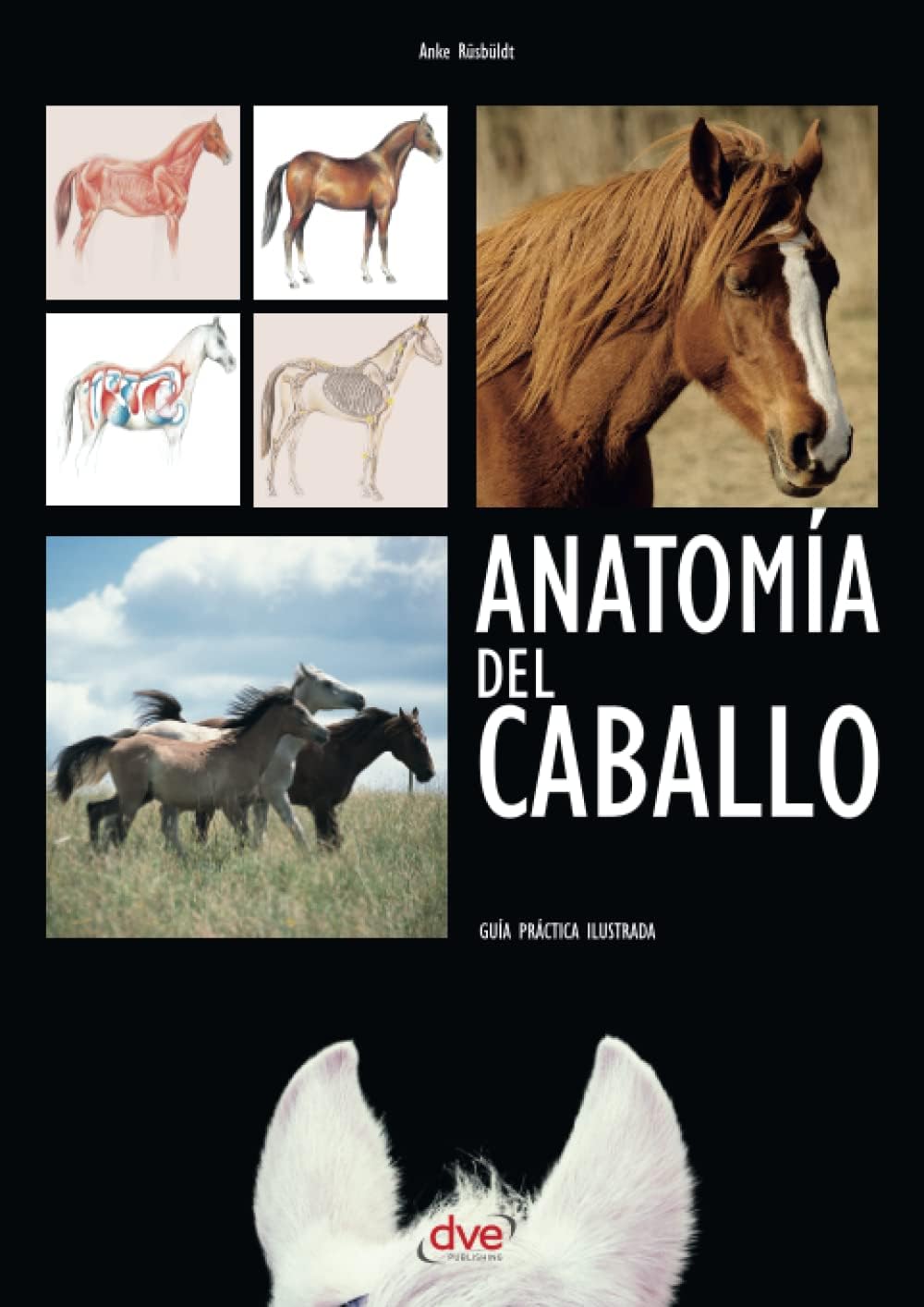 Anatomía del caballo (Spanish Edition) by Anke Rüsbüldt