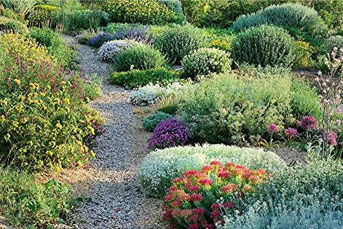 Planting Design for Dry Gardens: Beautiful, Resilient Groundcovers for Terraces, Paved Areas, Gravel and Other Alternatives to the Lawn by Olivier Filippi