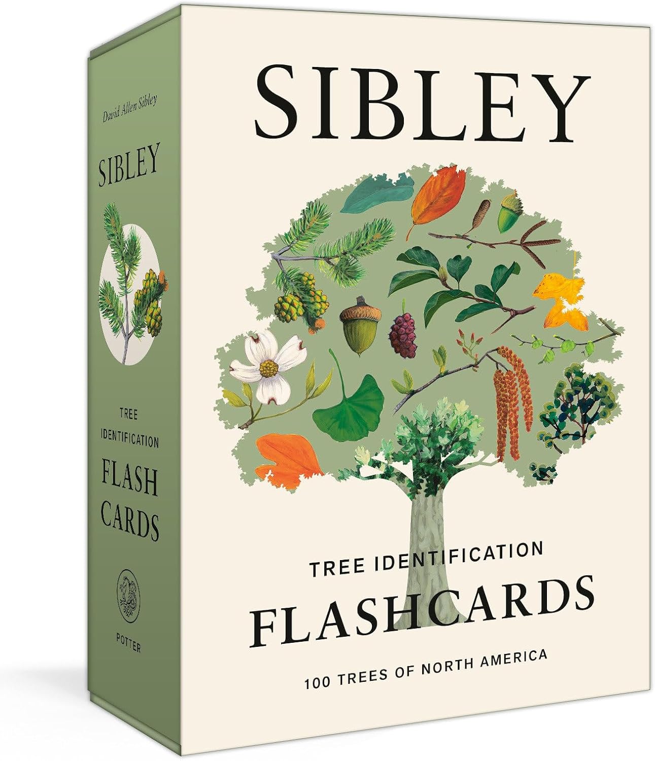 Sibley Tree Identification Flashcards: 100 Trees of North America (Sibley Birds) by David Allen Sibley