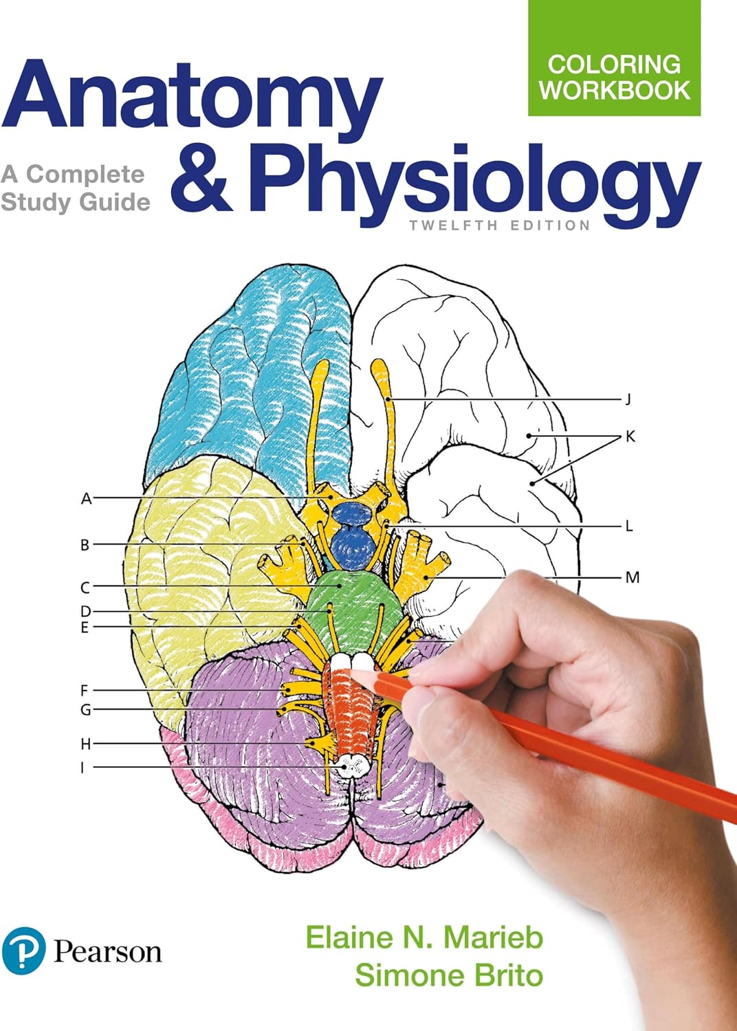 Anatomy and Physiology Coloring Workbook: A Complete Study Guide by Elaine Marieb