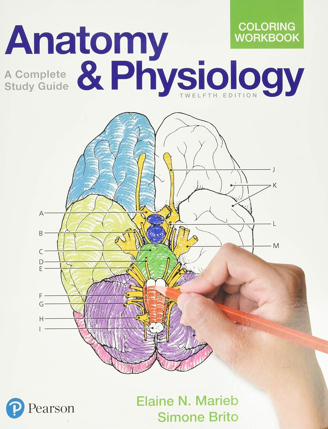 Anatomy and Physiology Coloring Workbook: A Complete Study Guide by Elaine Marieb