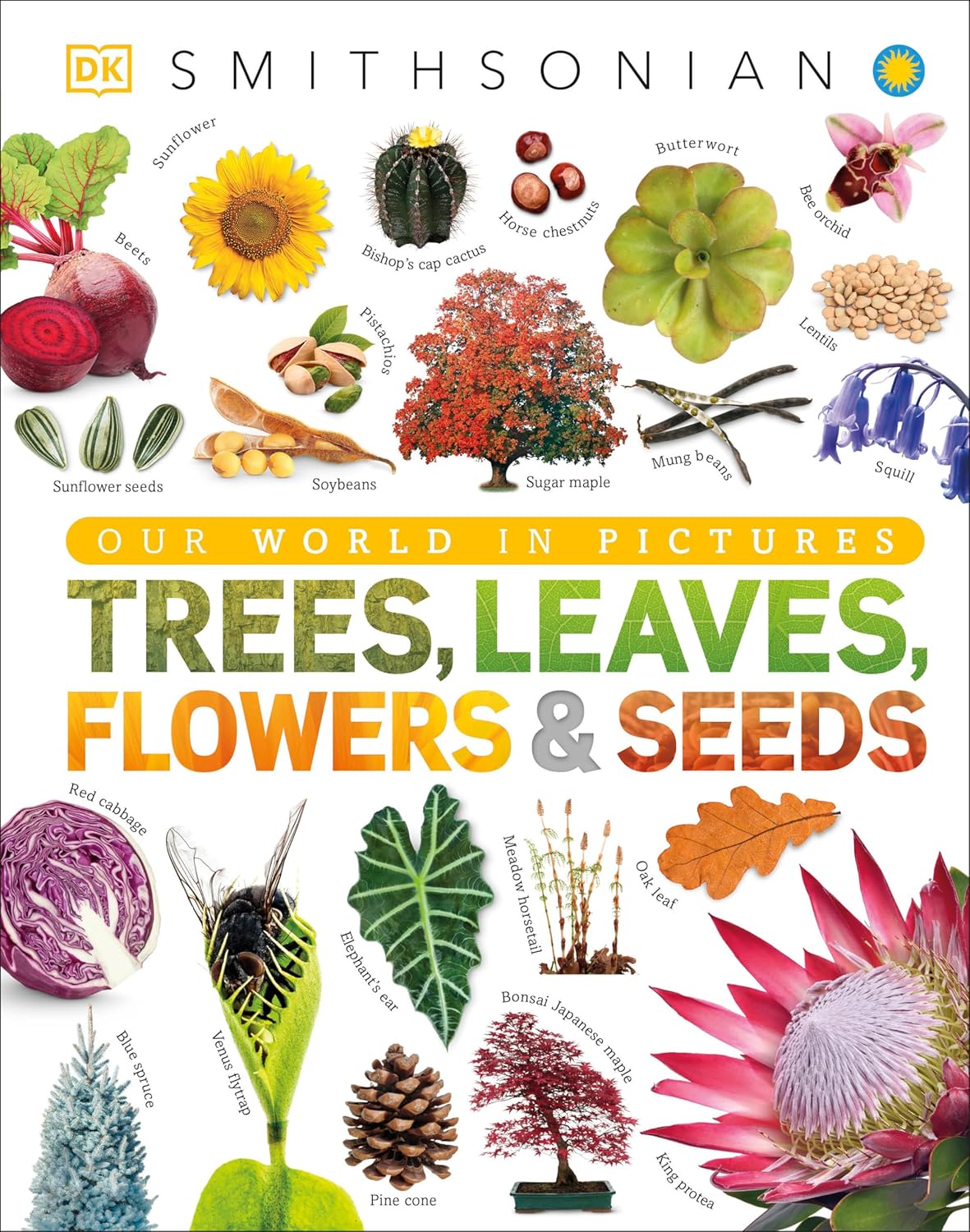 Trees, Leaves, Flowers & Seeds: A Visual Plant Encyclopedia for Kids (DK Our World in Pictures) by DK
