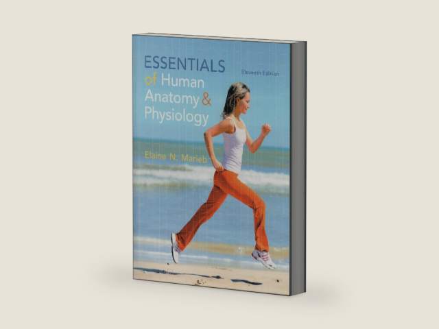 Essentials of Human Anatomy & Physiology by Elaine N. Marieb | barcode:9780133481662 | source:'9780133481662-right-three-quarter.jpg