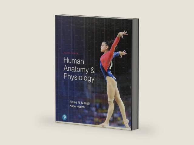 Human Anatomy & Physiology by Elaine Marieb | barcode:9780134580999 | source:'9780134580999-right-three-quarter.jpg