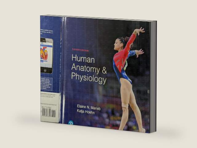 Human Anatomy and Physiology, Eleventh Edition, c. 2019 by Elaine N. Marieb | barcode:9780134766300 | source:'9780134766300-right-three-quarter.jpg