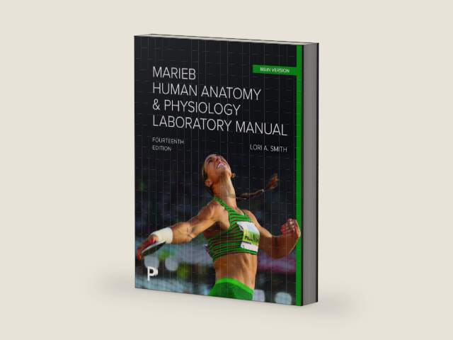 Marieb Human Anatomy & Physiology Laboratory Manual, Main Version by Lori Smith | barcode:9780135418093 | source:'9780135418093-right-three-quarter.jpg