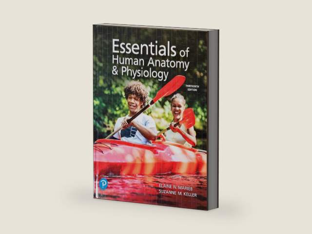 Essentials of Human Anatomy & Physiology, 13th edition, c.2022, 9780137321599, 0137321597 by Elaine N. Marieb | barcode:9780137321599 | source:'9780137321599-right-three-quarter.jpg