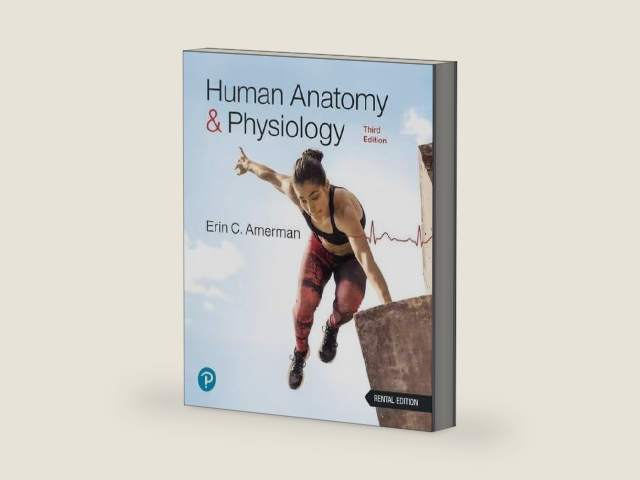 Human Anatomy & Physiology [RENTAL EDITION] by Erin Amerman | barcode:9780138201814 | source:'9780138201814-right-three-quarter.jpg